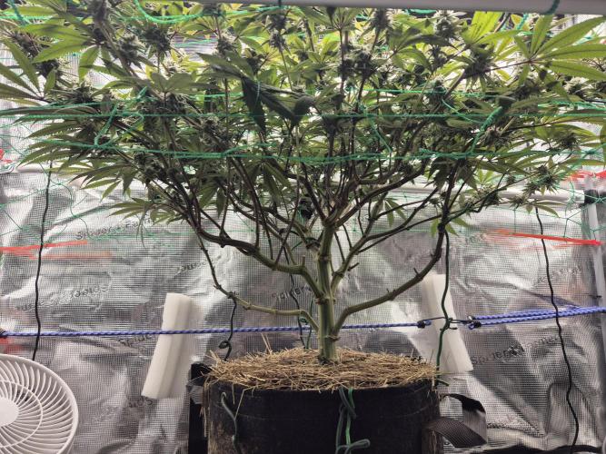 Frozen Marker. Week 15