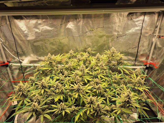 Frozen Marker. Week 15