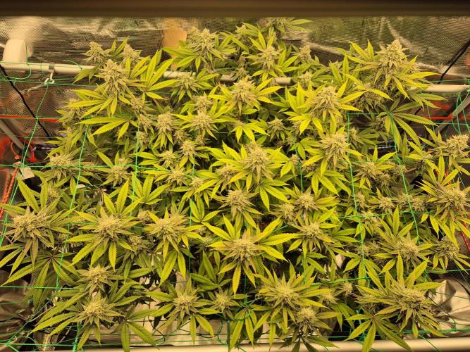 Frozen Marker. Week 15