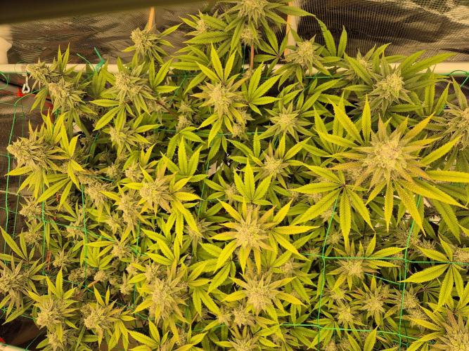 Frozen Marker. Week 15