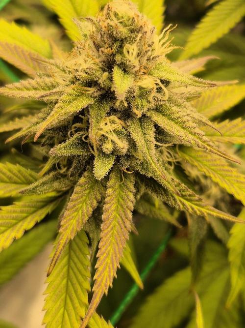 Frozen Marker. Week 15