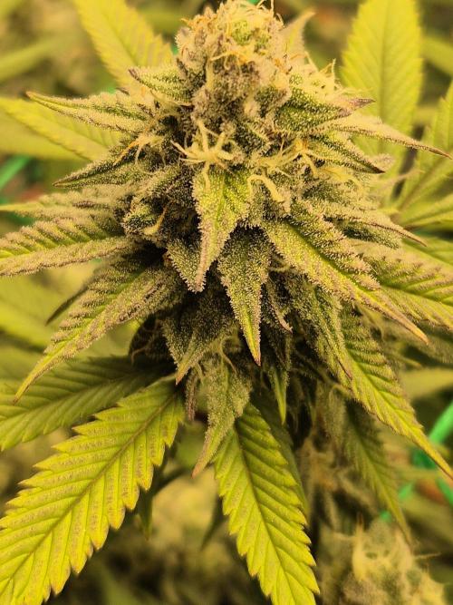 Frozen Marker. Week 15