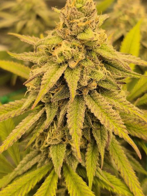 Frozen Marker. Week 15