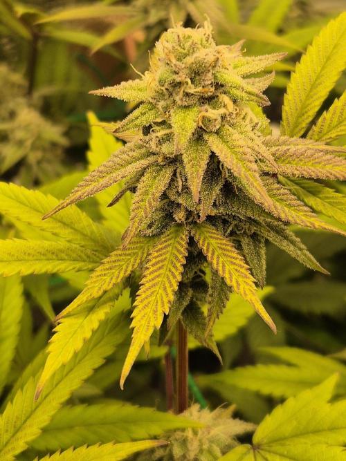 Frozen Marker. Week 15