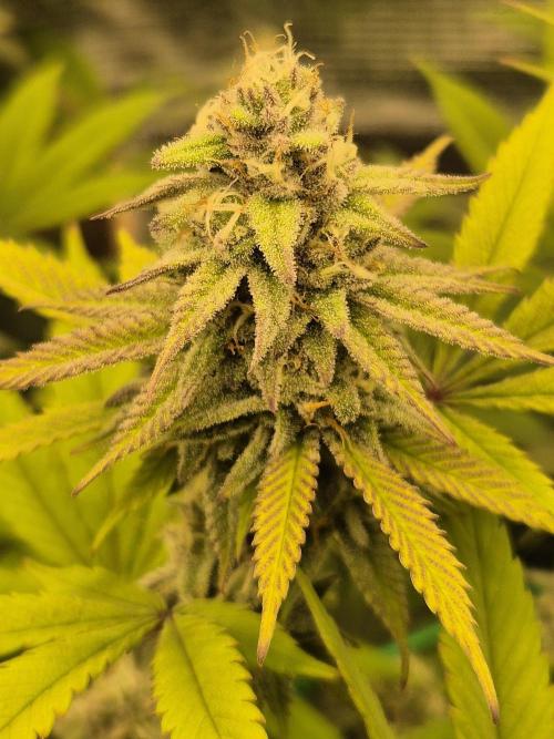 Frozen Marker. Week 15