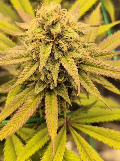 Frozen Marker. Week 15