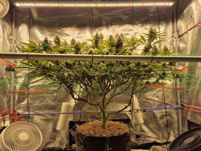 Frozen Marker. Week 15