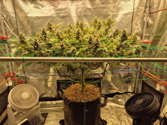 Frozen Marker. Week 15