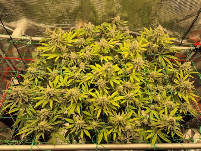 Frozen Marker. Week 15