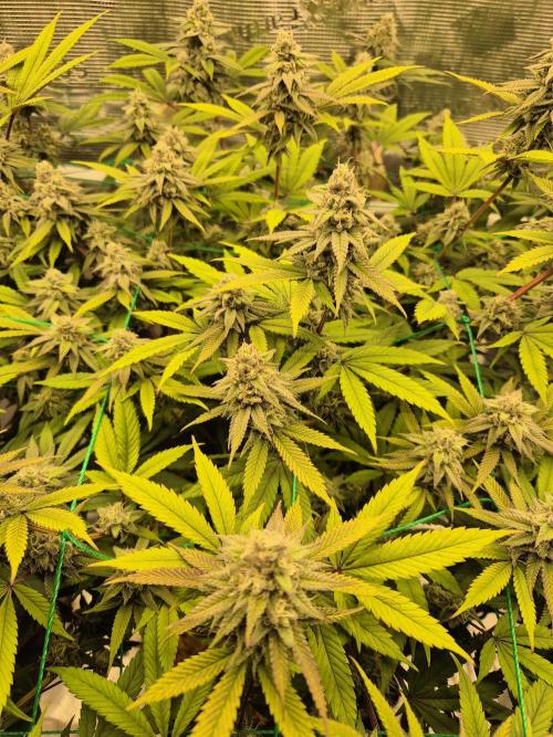 Frozen Marker. Week 15