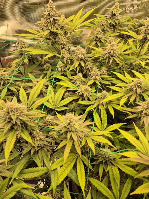 Frozen Marker. Week 15