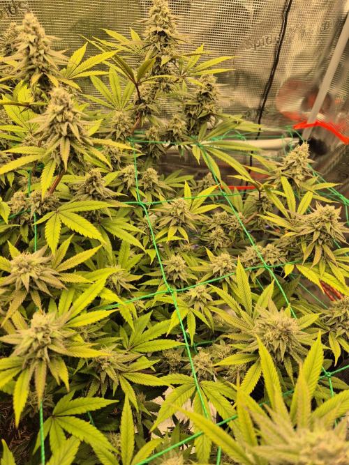 Frozen Marker. Week 15