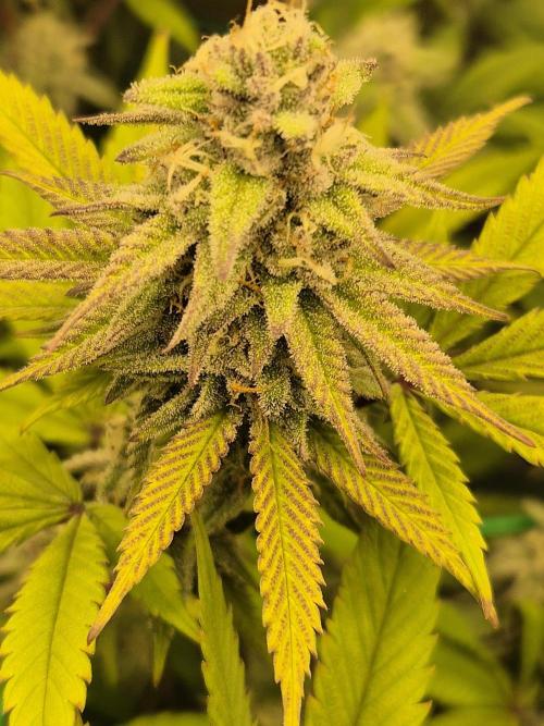 Frozen Marker. Week 15