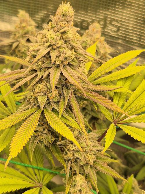 Frozen Marker. Week 16