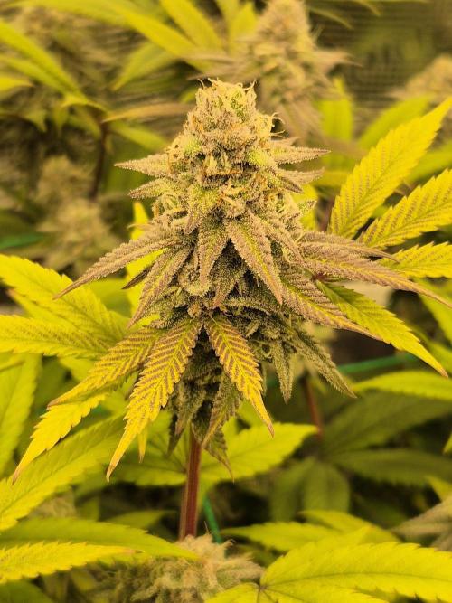 Frozen Marker. Week 16