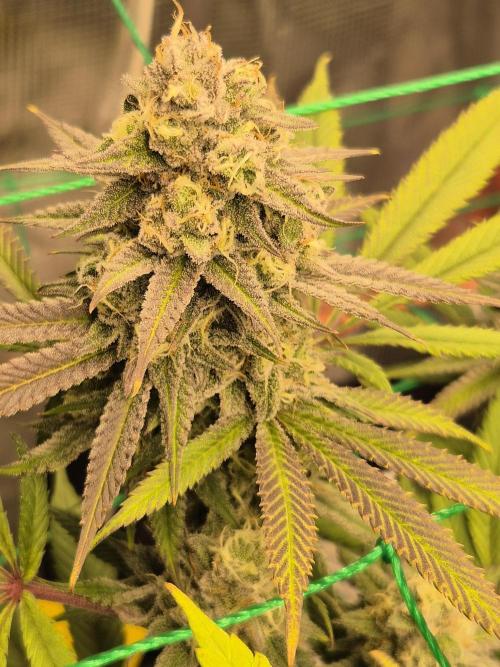 Frozen Marker. Week 16