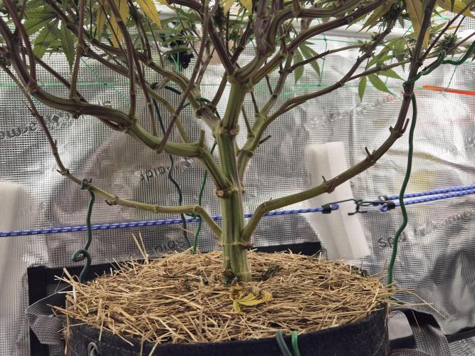 Frozen Marker. Week 16