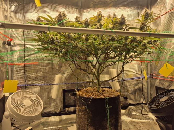 Frozen Marker. Week 16