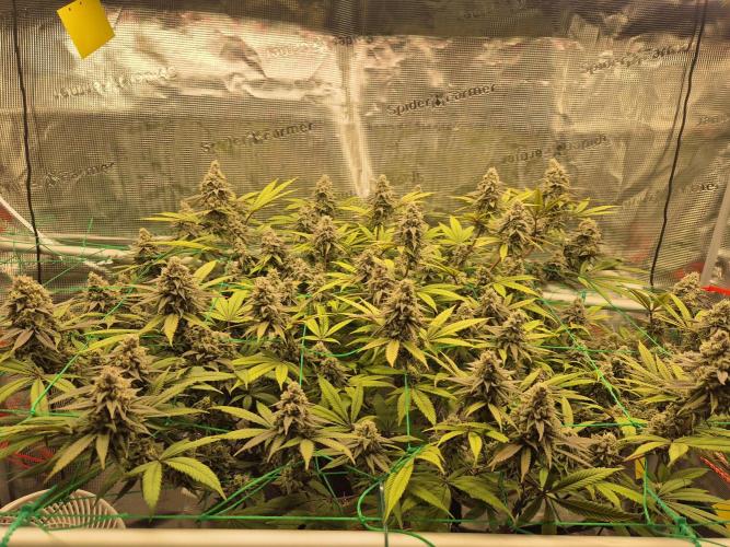 Frozen Marker. Week 16