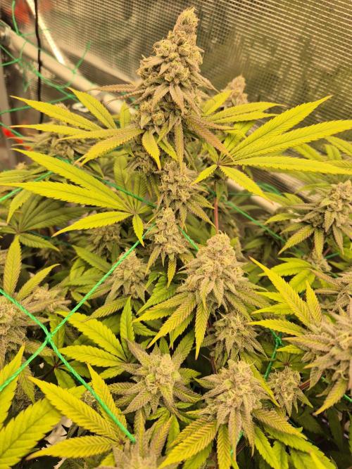 Frozen Marker. Week 16