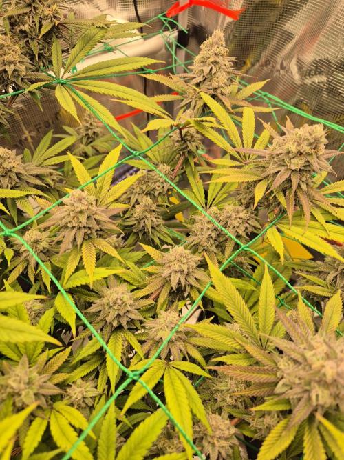 Frozen Marker. Week 16