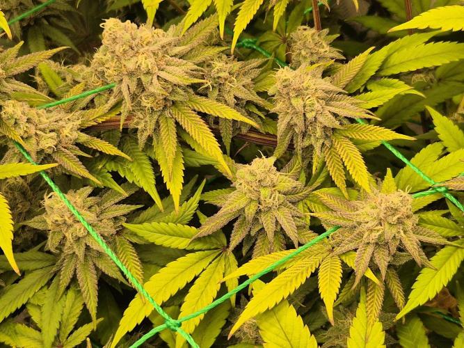 Frozen Marker. Week 16