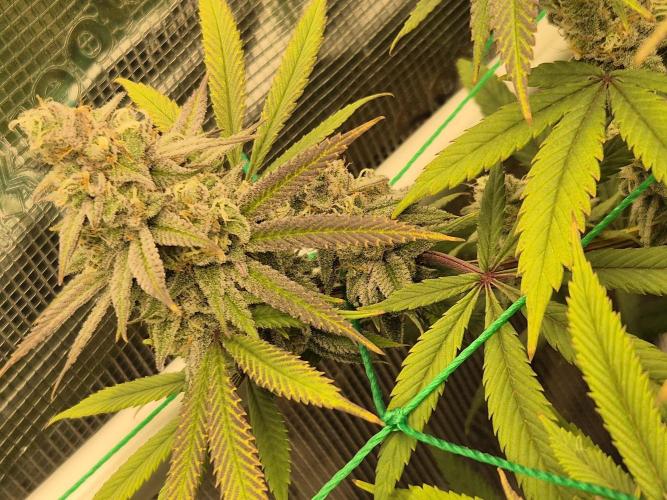 Frozen Marker. Week 16