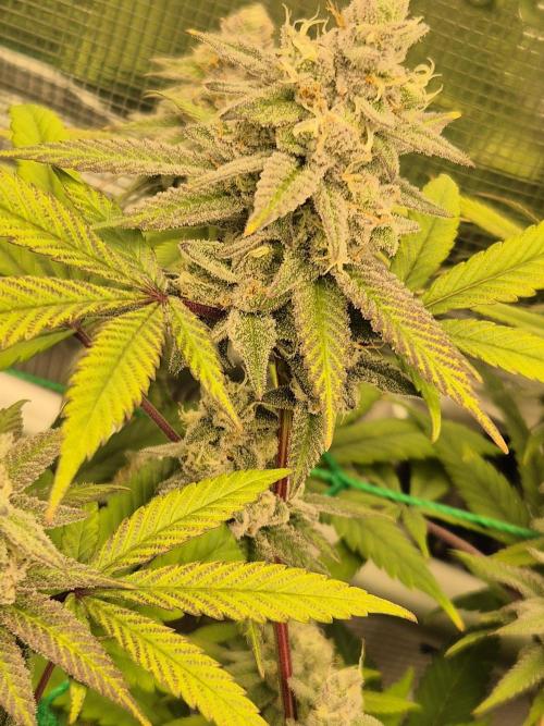 Frozen Marker. Week 16