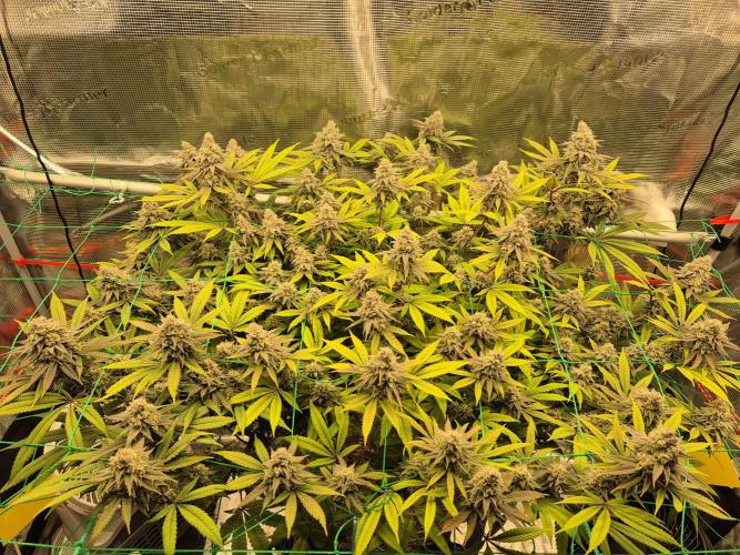 Frozen Marker. Week 16