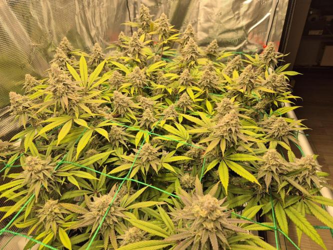 Frozen Marker. Week 16