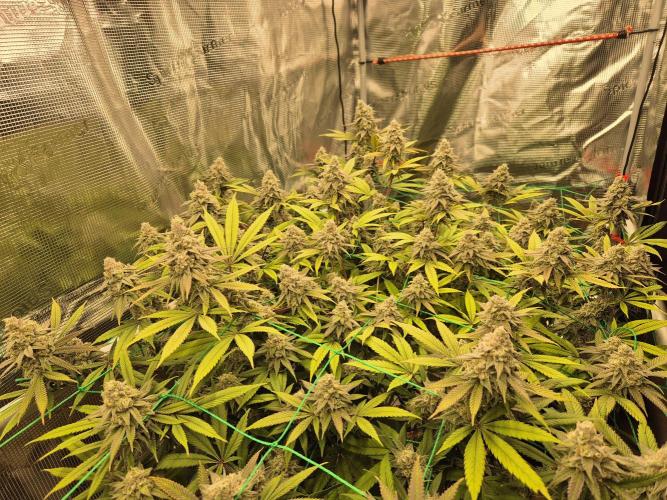 Frozen Marker. Week 16