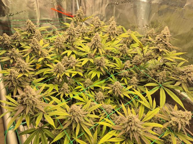 Frozen Marker. Week 16