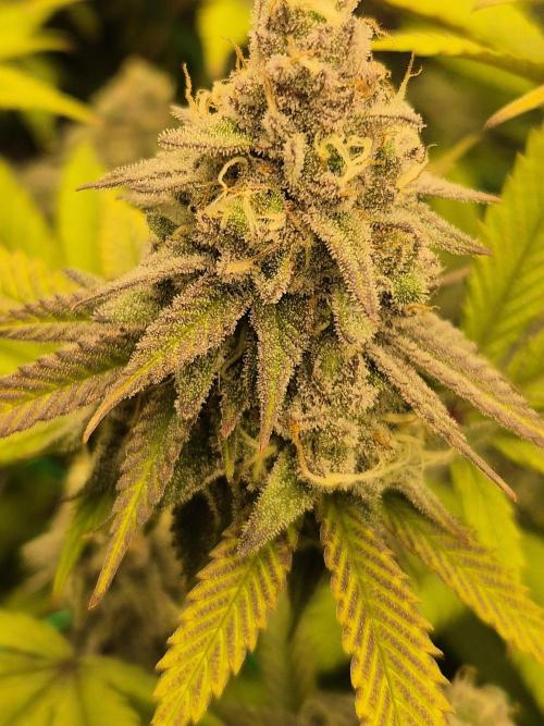 Frozen Marker. Week 16