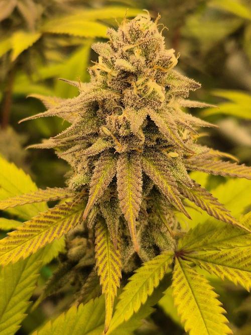 Frozen Marker. Week 16