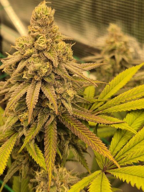 Frozen Marker. Week 16