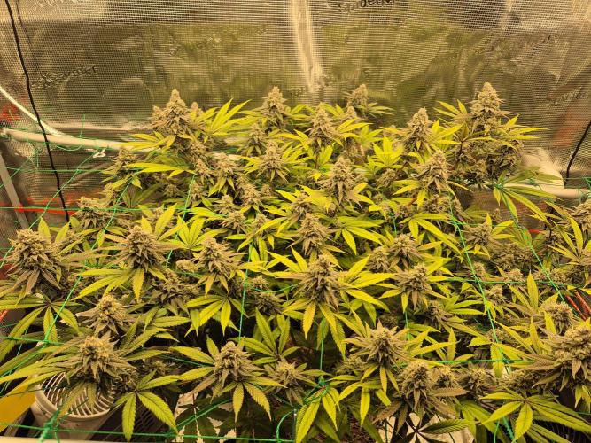 Frozen Marker. Week 16