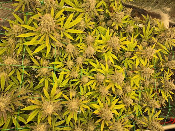 Frozen Marker. Week 16