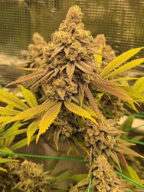 Frozen Marker. Week 17