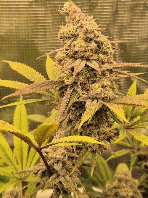 Frozen Marker. Week 17