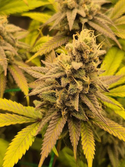 Frozen Marker. Week 17