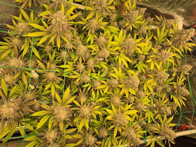 Frozen Marker. Week 17