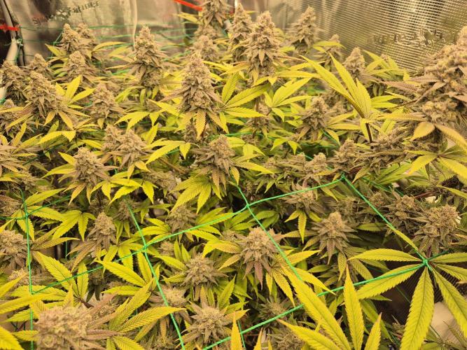 Frozen Marker. Week 17