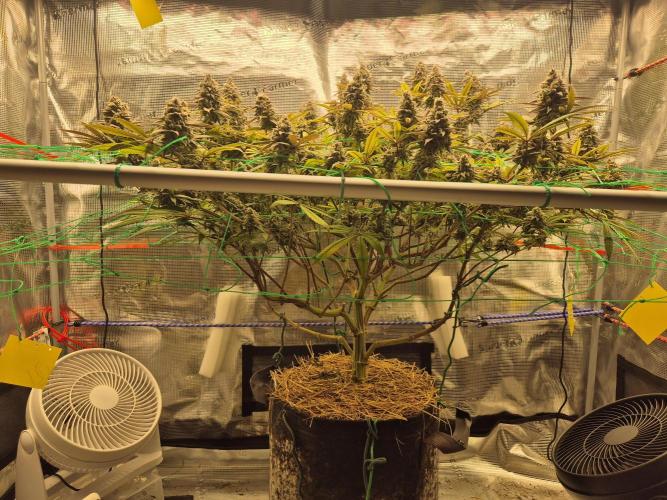 Frozen Marker. Week 17