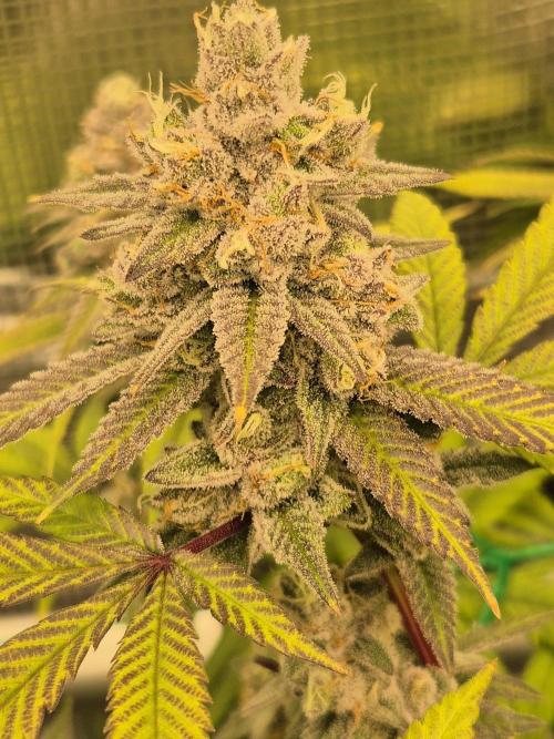 Frozen Marker. Week 17