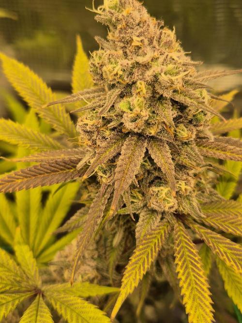 Frozen Marker. Week 17