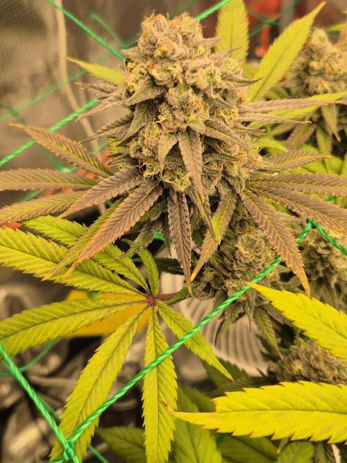 Frozen Marker. Week 17