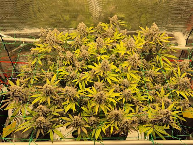 Frozen Marker. Week 17