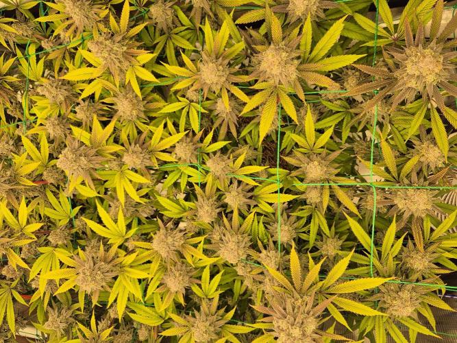 Frozen Marker. Week 17