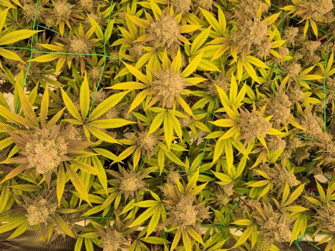 Frozen Marker. Week 17