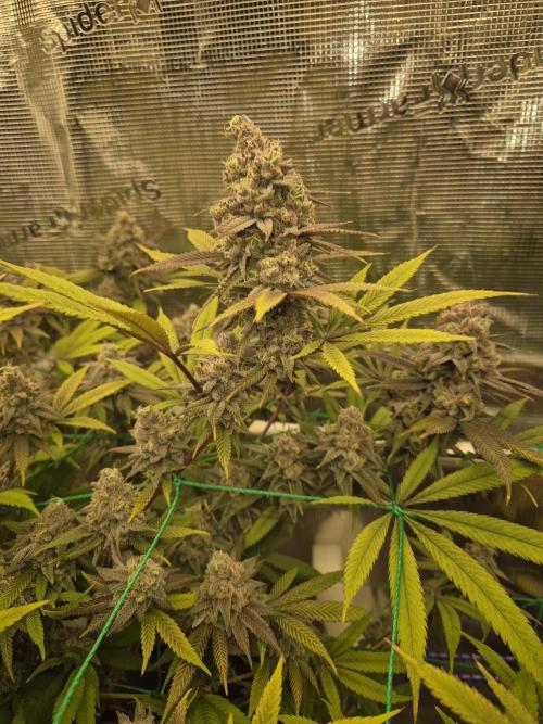 Frozen Marker. Week 17